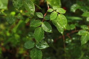 een close-up van natte bladeren en een roodroze bloem van de regen die in de tuin groeit foto