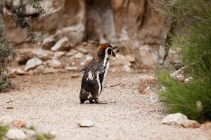 schattige bruine pinguïns wandelen in een natuurpark. selectieve focus foto