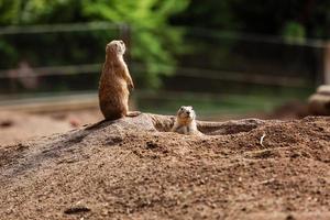 grappige gophers eekhoorn in de dierentuin. hamsters in de natuur. close-up van de snuit van pluizige gophers. selectieve focus foto