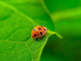 lieveheersbeestje op het groene blad foto