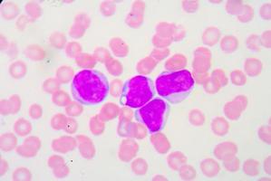 witte bloedcellen foto