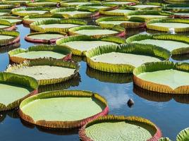 groot lotusblad van de victoria lotus. foto