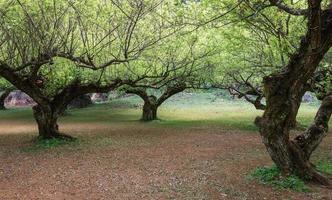 oude pruimenboom foto