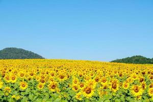 een bloeiende zonnebloem veld op het platteland boerderij gelegen op de heuvel. foto