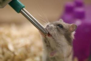 muis drinken uit een tuit foto
