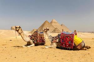 kamelen in het piramidecomplex van gizeh, cairo, egypte foto