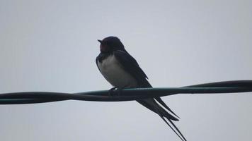 slikken op een tak. wilde vogel foto