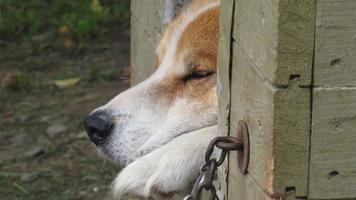 een hond in een hokje. mooi portret van een rode hond. close-up foto van een hond