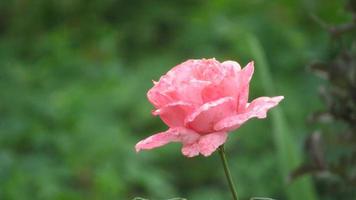 roze roos in de tuin foto