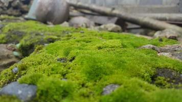 grunge groene mos textuur foto