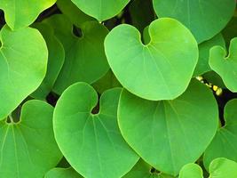 groen hart vorm wijnstok blad van aristolochia ringens achtergrond. foto