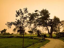 zonsondergang landschap in bangladesh rijst field.selective focus. foto