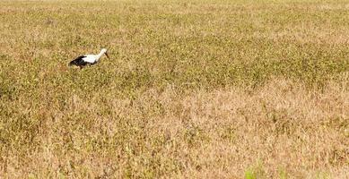 ooievaar op het gras foto