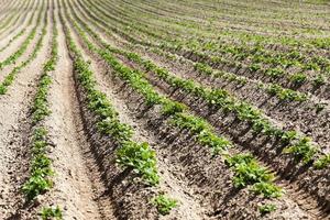 aardappel veld. detailopname foto