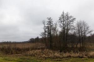 herfstberken, veld foto