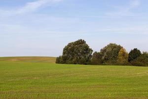 landbouwgebied en bos foto