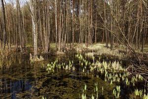 bomen in de lente foto