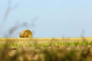 gouden stro, veld foto