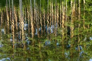 reflectie golf grenen foto