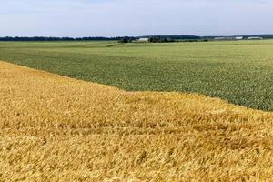 gemengd landbouwgebied met verschillende granen foto