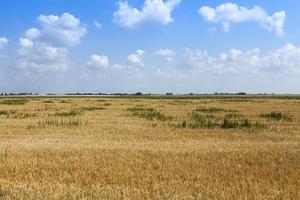 een landbouwgebied waar granen tarwe worden verbouwd foto