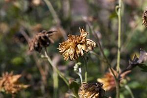 gedroogde bloemen in het herfstseizoen foto