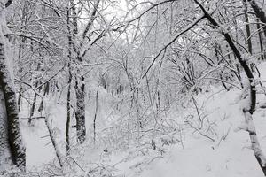 besneeuwde bomen in de winter foto