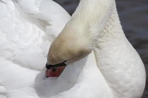 zwaan in de lente foto