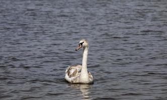 zwaan in de lente foto