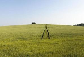 landbouwgebied waar groene tarwe groeit foto