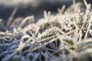 wintertarwe bedekt met ijs foto