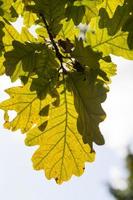 veranderende kleur eiken in het herfstseizoen foto