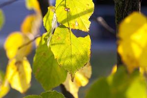 herfst lindeboom met gebladerte foto