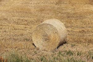 hooibergen in een veld van stro foto