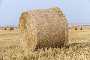 hooibergen in een veld van stro foto