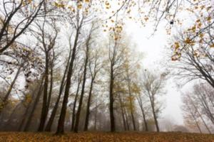 herfstpark, bewolkt foto