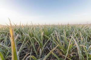 tarwe of rogge gezaaid voor de winter foto