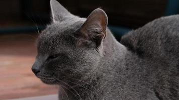 close-up portret van grijze kat met gele ogen. de kat dommelt, ogen op een kier. de snuit van een grijze kat met gele ogen, een lange zwarte snor, een grijze neus. selectieve aandacht. foto