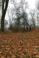 herfstseizoen, park foto