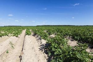 een landbouwveld waar aardappelen foto