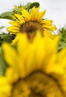 close-up van zonnige bloemen foto