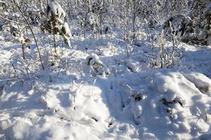 sneeuw drijft in de winter foto