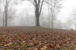 mist in het herfstseizoen foto