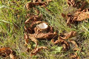 noten kastanje herfst foto