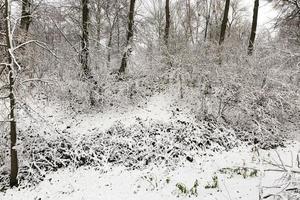 bomen bedekt met sneeuw foto