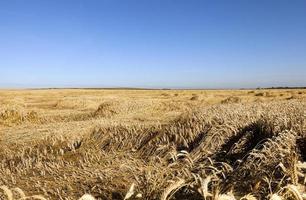 tarwe veld. zomer foto