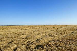 landbouwveld met granen foto