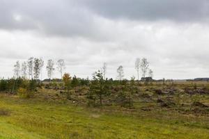 berkenbomen na een storm foto