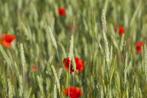 papaver in het veld foto