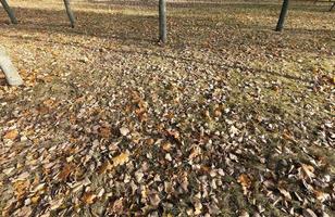 herfst in het park foto